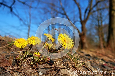 First spring flowers near the pond Stock Photo