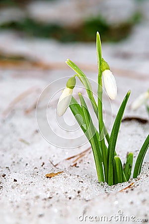 The first spring flowers in the snow, snowdrops Stock Photo