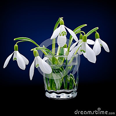 First spring flowers snowdrops bouquet Stock Photo