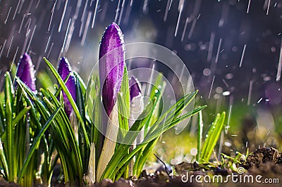 Spring flower blue purple crocuses on a sunny day in a spray of Stock Photo