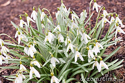 The first spring flowers white snowdrops Stock Photo