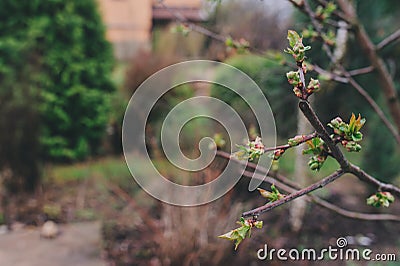 First spring green sprouts on tree branches close up. Environtment and nature care concept. Stock Photo