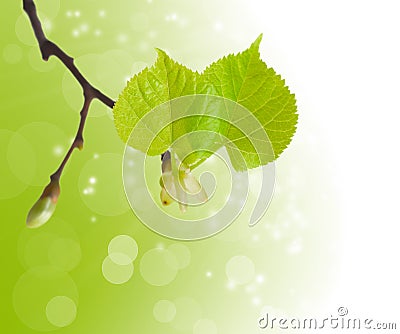 The first spring leaves Stock Photo