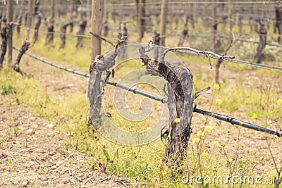 First spring leaves on a trellis vine growing in a spring vineyard Stock Photo