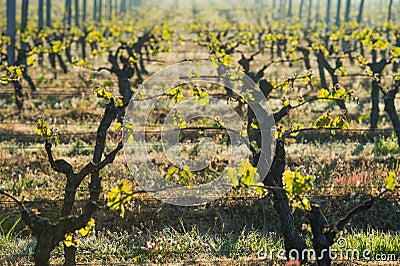 First spring leaves on a trellised vine growing in vineyard Stock Photo