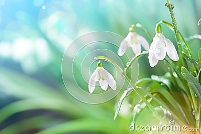 First Spring Snowdrops Flowers with Water Drops in Gadern Stock Photo