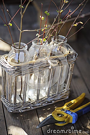 First spring twigs in bottles in basket with garden pruner Stock Photo
