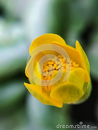 First spring yellow flowers macro photography, selective focus, mobile photography Stock Photo