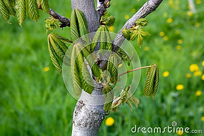 First spring young green leaves on a chestnut branch, close-up on a green lawn with dandelions Stock Photo