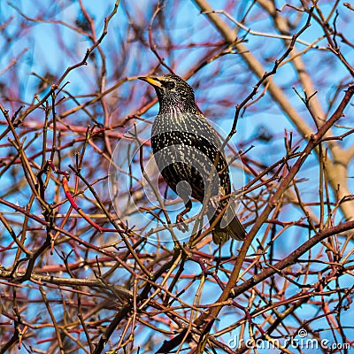 First starling on the eve of spring Stock Photo