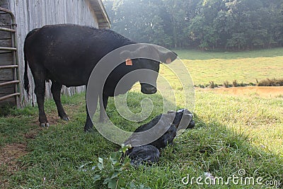 First Steps Stock Photo