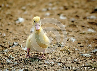 First steps Stock Photo