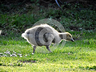 Goose chick first steps on the grass Stock Photo