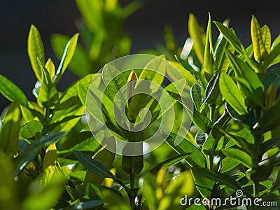 The first summer green leaves are delicate close-up, with beautiful blur and bokeh. Stock Photo