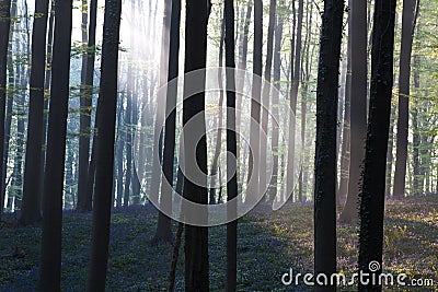First sun light in a spring beech forest covered with bluebells Stock Photo