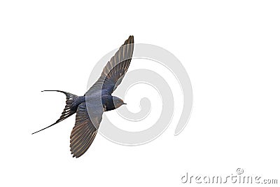 First swallow in flight isolated on white Stock Photo