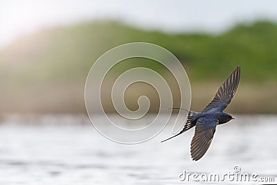 First swallow in flight over the water with sunny hotspot Stock Photo