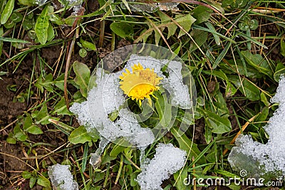 First wild dandelion covered with snow. Late snow in March Stock Photo