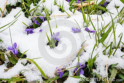 First wild violets covered with snow. Late snow in March Stock Photo