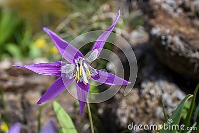 The first wildflowers blooming in spring Stock Photo