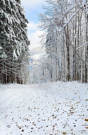 First winter snow and last autumn leafs in forest Stock Photo