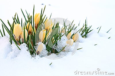 Crocuses Stock Photo