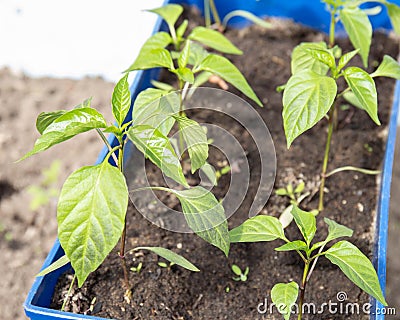 Young sprouts of peper in box Stock Photo