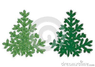 Firtree detailed illustration Vector Illustration