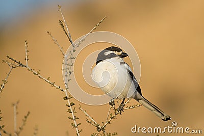 Fiscal shrike Stock Photo