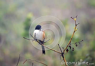 Fiscal Shrike Stock Photo