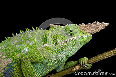 Fischer's chameleon (Kinyongia fischeri ) Stock Photo