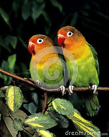 Fischer`s Lovebird, agapornis fischeri Stock Photo
