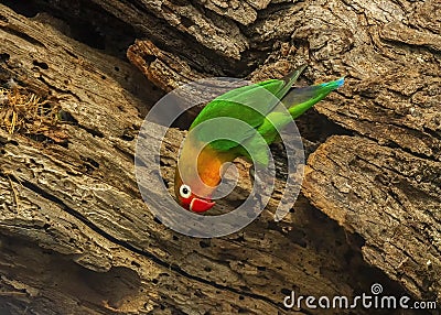 Fischer`s lovebird Agapornis fischeri Stock Photo