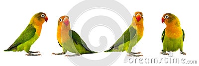 Fischeri lovebirds Stock Photo