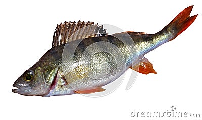 Fish Stock Photo