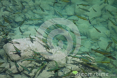 Fish in Abundance Stock Photo