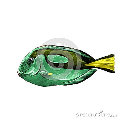 Fish Acanthur sketch vector Vector Illustration