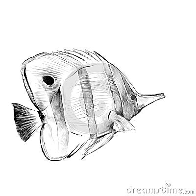 Fish Acanthur sketch vector Vector Illustration