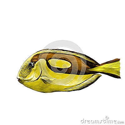 Fish Acanthur sketch vector Vector Illustration