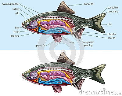 Fish - anatomy Vector Illustration