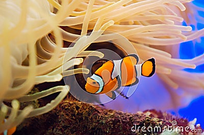 Fish and anemone Stock Photo