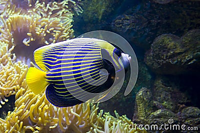 Fish-angel (fish-emperor) and Actinia (Sea anemone) Stock Photo