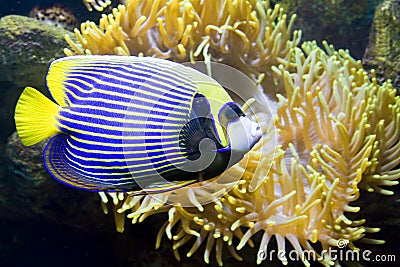 Fish-angel or Fish-emperor and Actinia (Sea anemone) Stock Photo