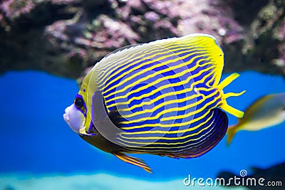 Fish angel Imperial, Emperor angelfish, on a blue background of the seabed. Marine life, exotic fish Stock Photo