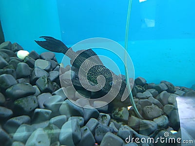 Suckermouth catfish in aquarium Stock Photo