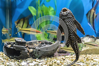 Fish in the aquarium Stock Photo
