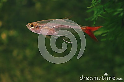 glassfish aquarium glassfish aquarium