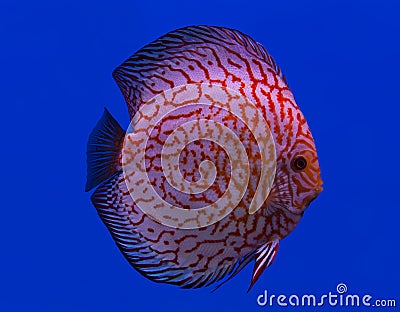 Fish in the aquarium glass. Stock Photo