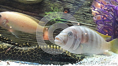 Fish in aquarium Stock Photo