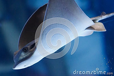 Fish in the aquarium Stock Photo